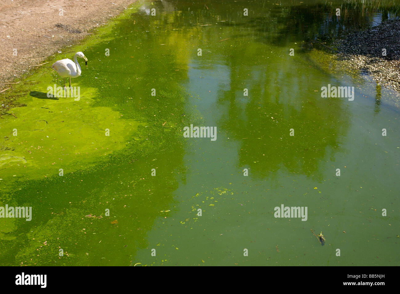 flamingo standing in a pool of green water Stock Photo