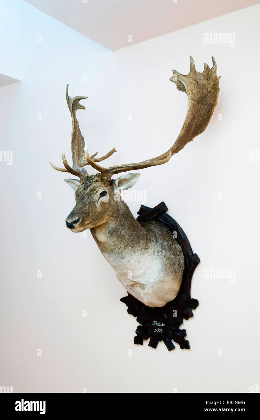 Deer mount Stock Photo