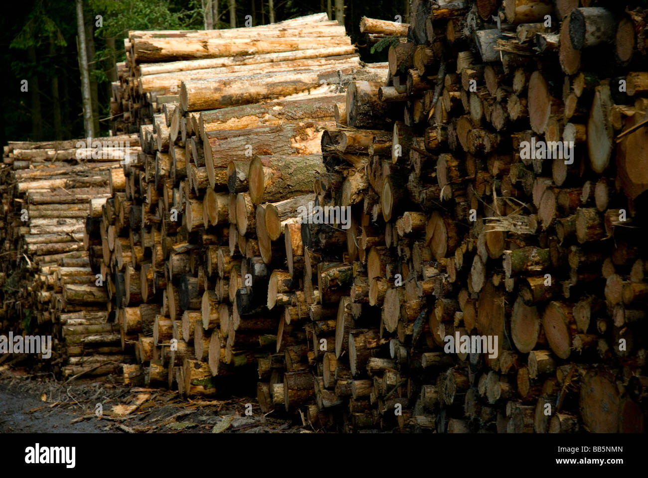 Wood Logs in Radnorshire Stock Photo