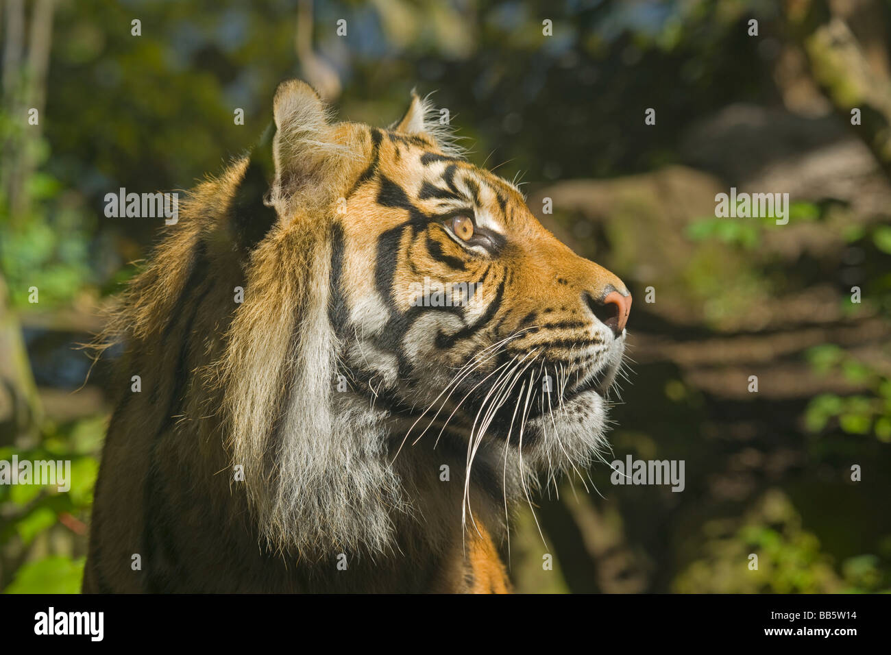 Sumatran Tiger Panthera tigris sumatrae Edinburgh Zoo Stock Photo