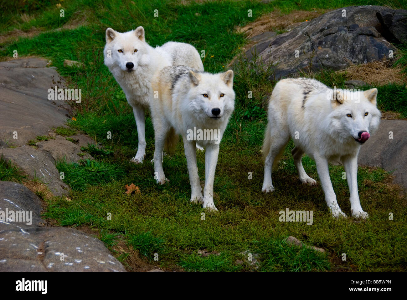 Arctic Wolves Stock Photo Alamy