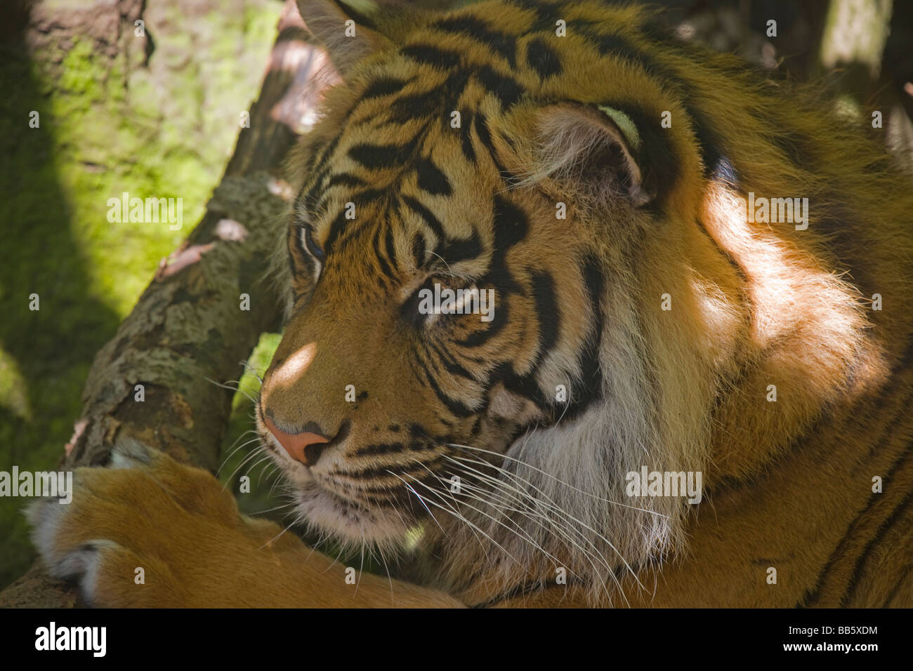 Sumatran Tiger Panthera tigris sumatrae Edinburgh Zoo May 2009 Stock Photo