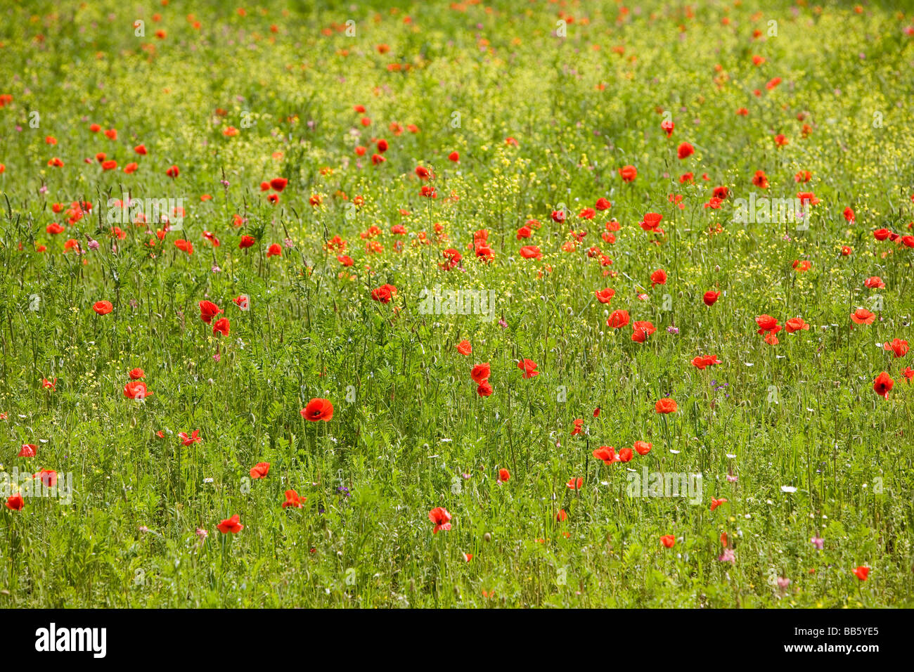 Italian wild flowers hi-res stock photography and images - Alamy
