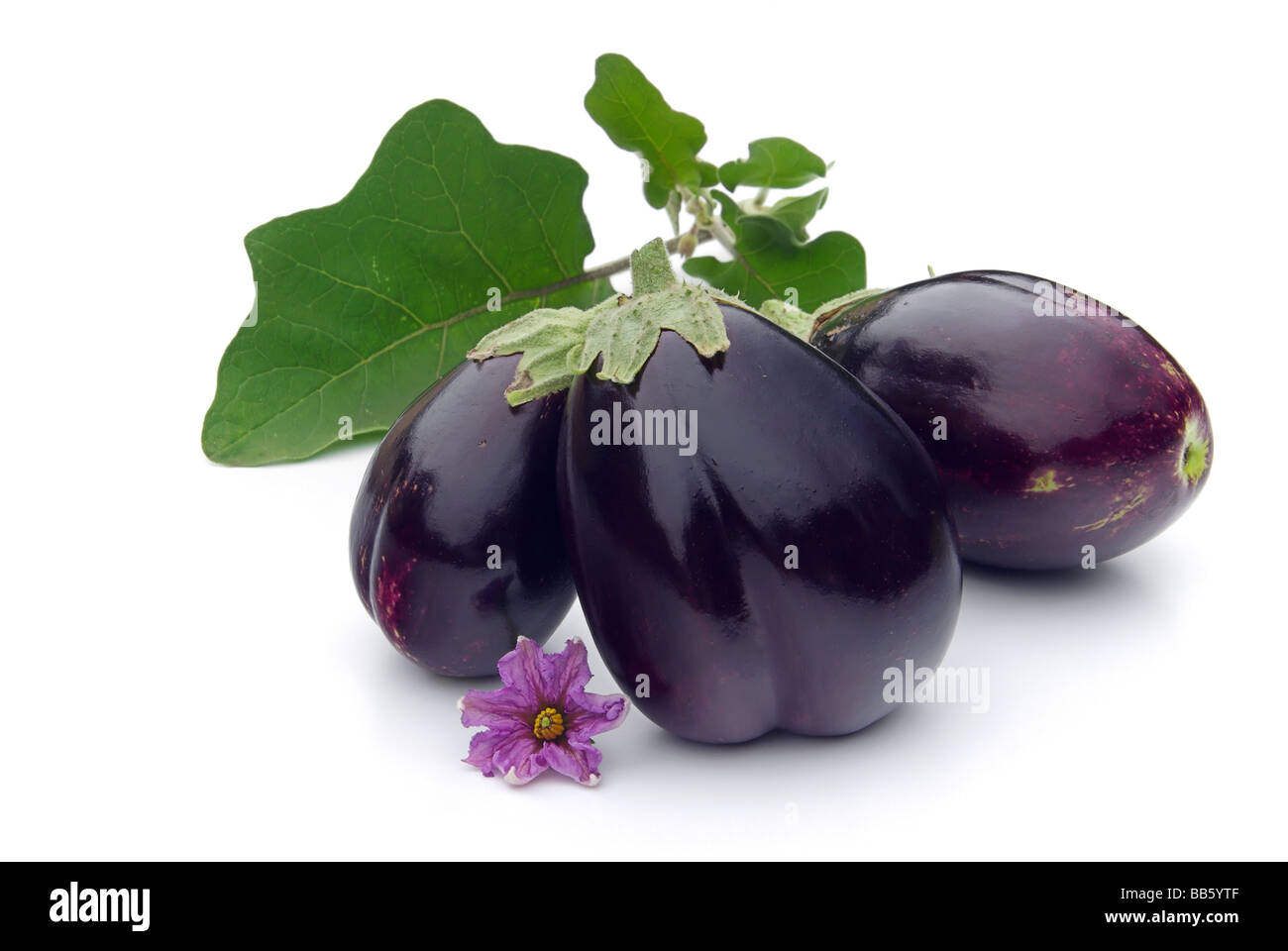 Aubergine 07 Stock Photo