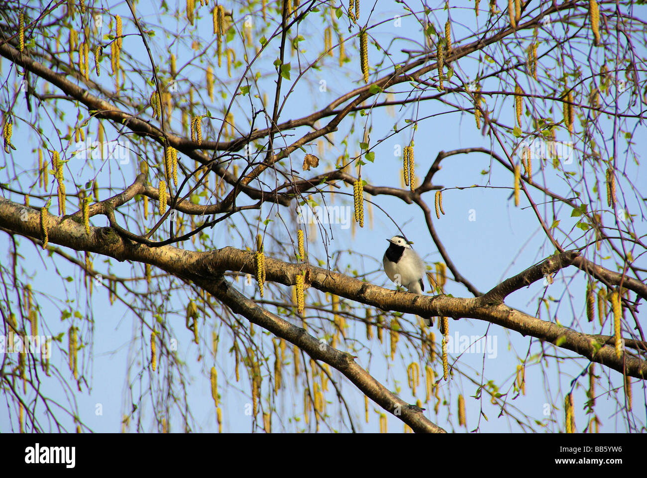 Bachstelze wagtail 01 Stock Photo