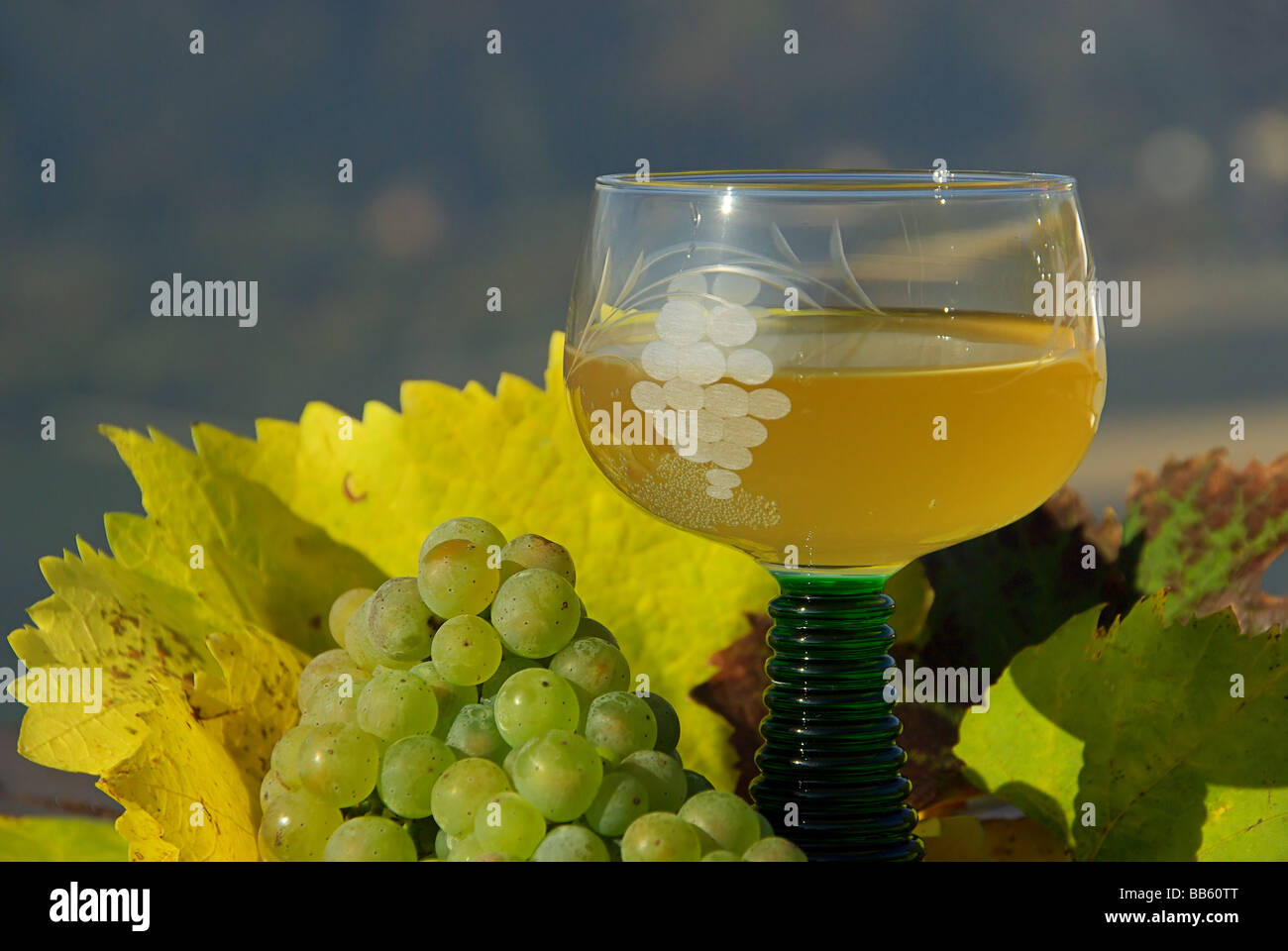 Federweißer new wine 13 Stock Photo