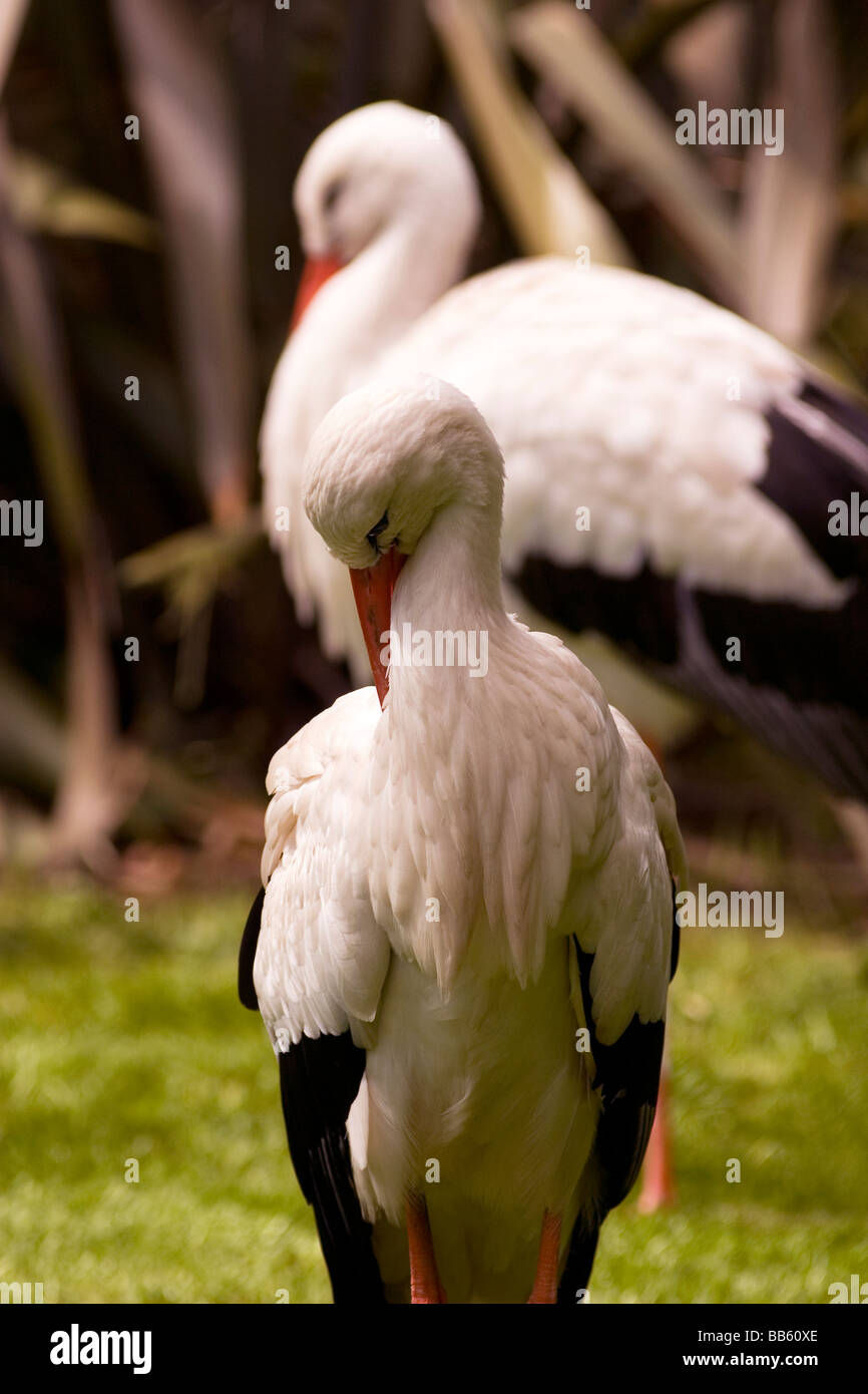 White Stork, Ciconia ciconia Stock Photo