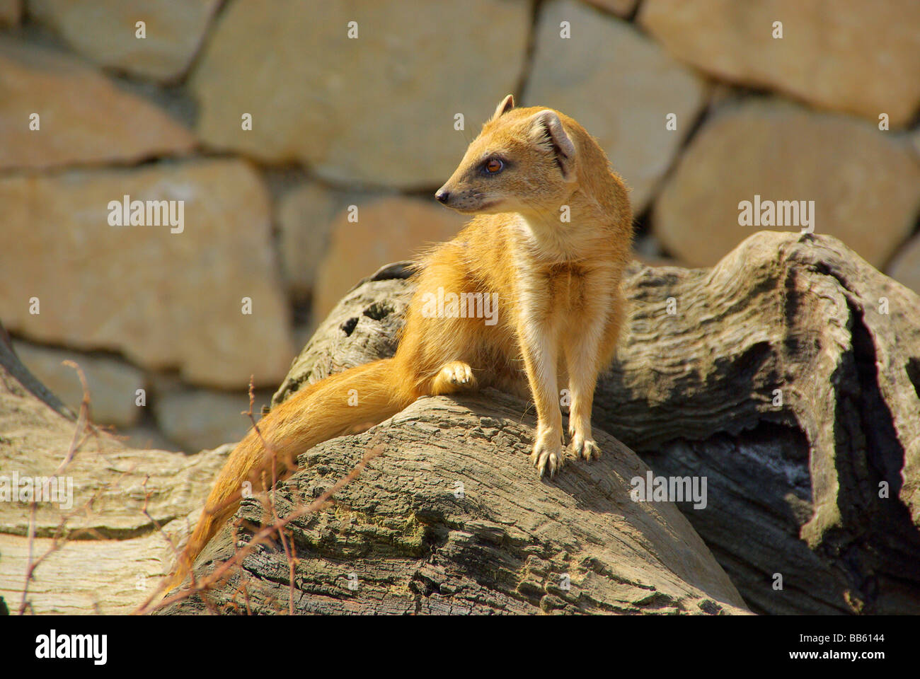 Fuchsmanguste Yellow Mongoose 01 Stock Photo