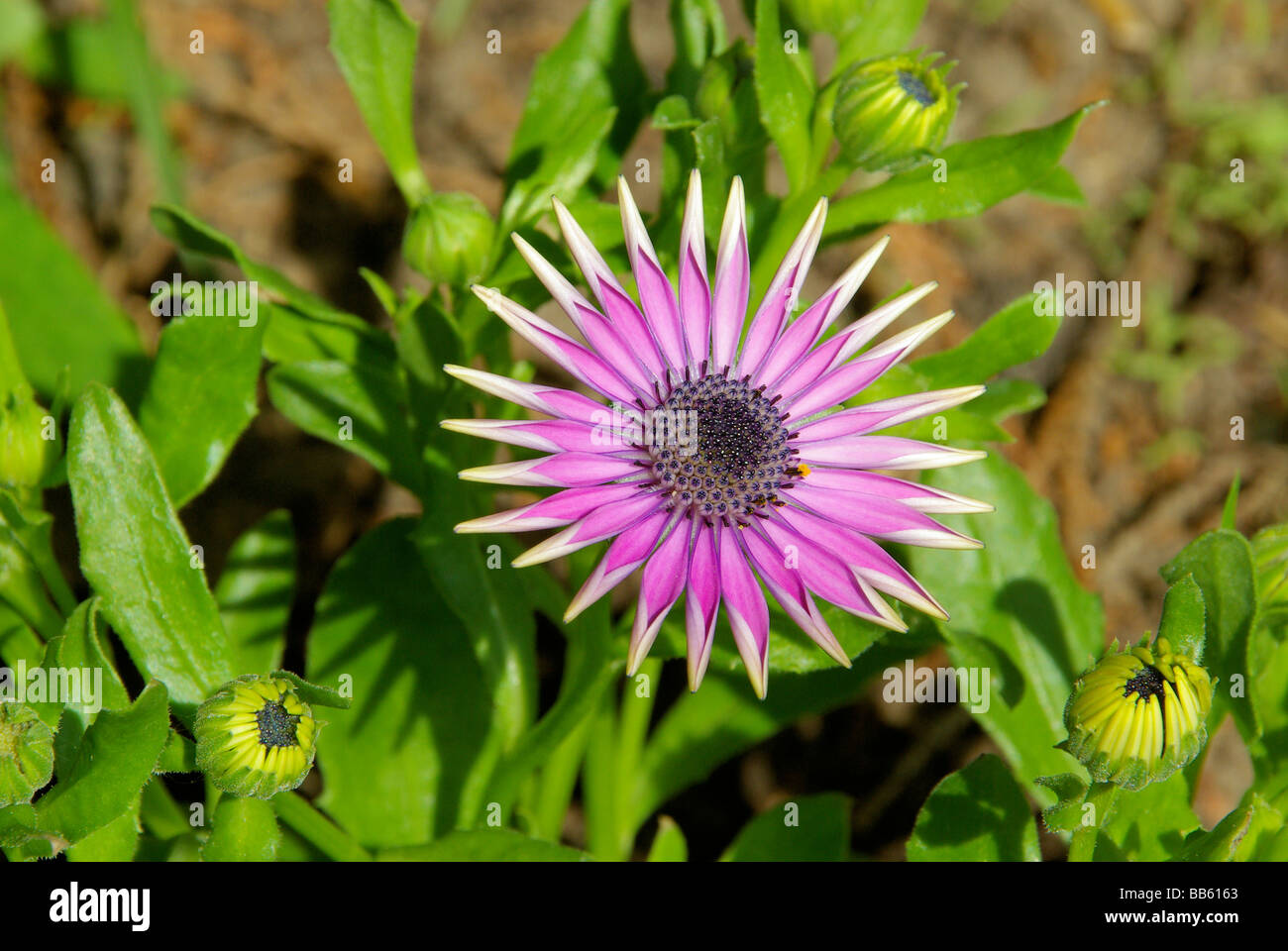 Gartenmargerite garden marguerite 01 Stock Photo