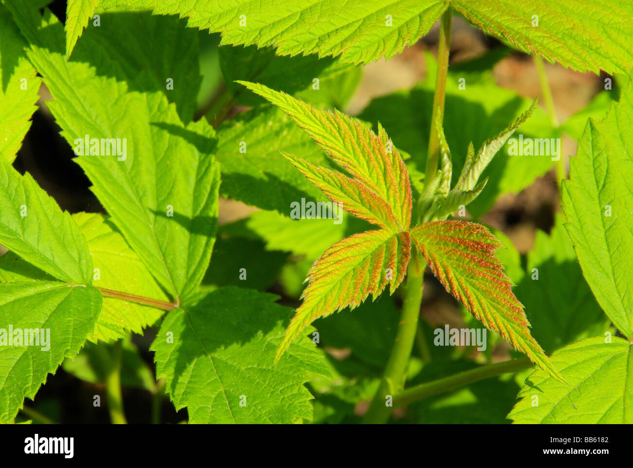 Himbeerblatt leaf from raspberry 02 Stock Photo