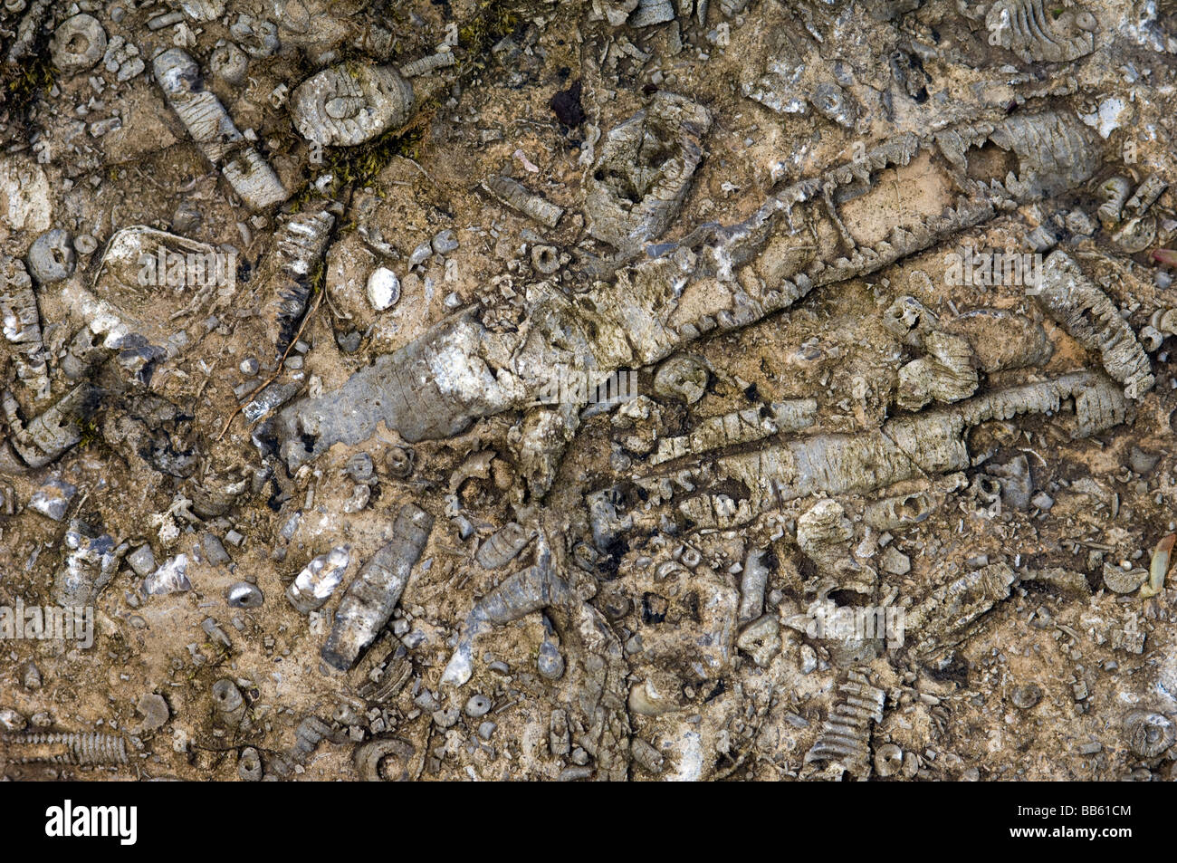 Marine organisms preserved in limestone Stock Photo