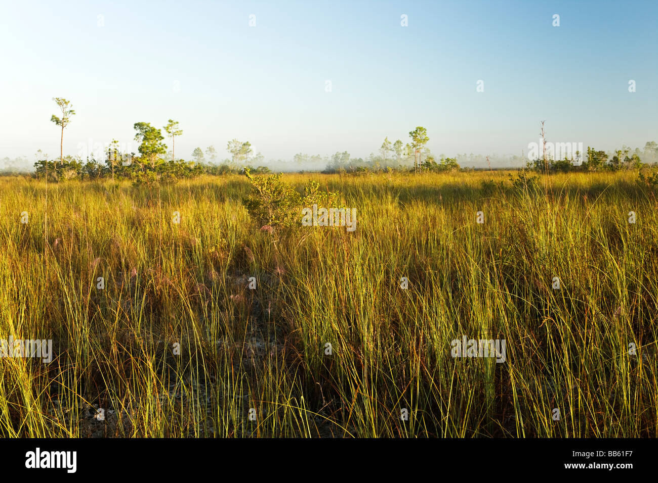 Sawgrass Prairie, Everglades National Park. Stock Photo