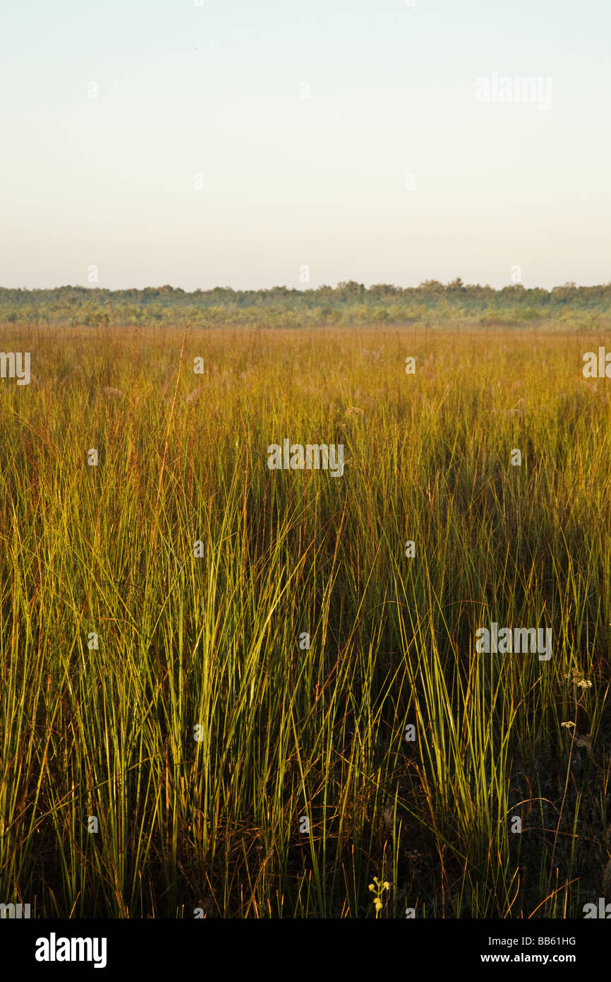 Sawgrass Prairie, Everglades National Park, Florida. Stock Photo