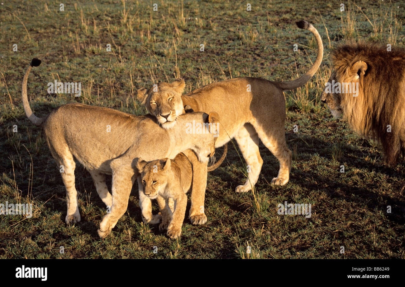 Family of lions; Masai Mara game reserve, Kenya Stock Photo - Alamy