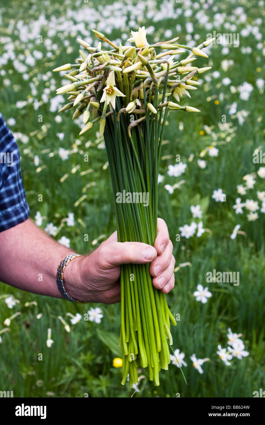 Picking up Narcissus Flower Stock Photo