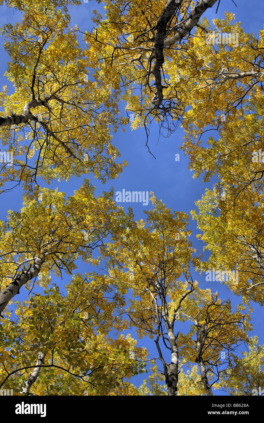 Fall Colors and Blue Sky Stock Photo - Alamy