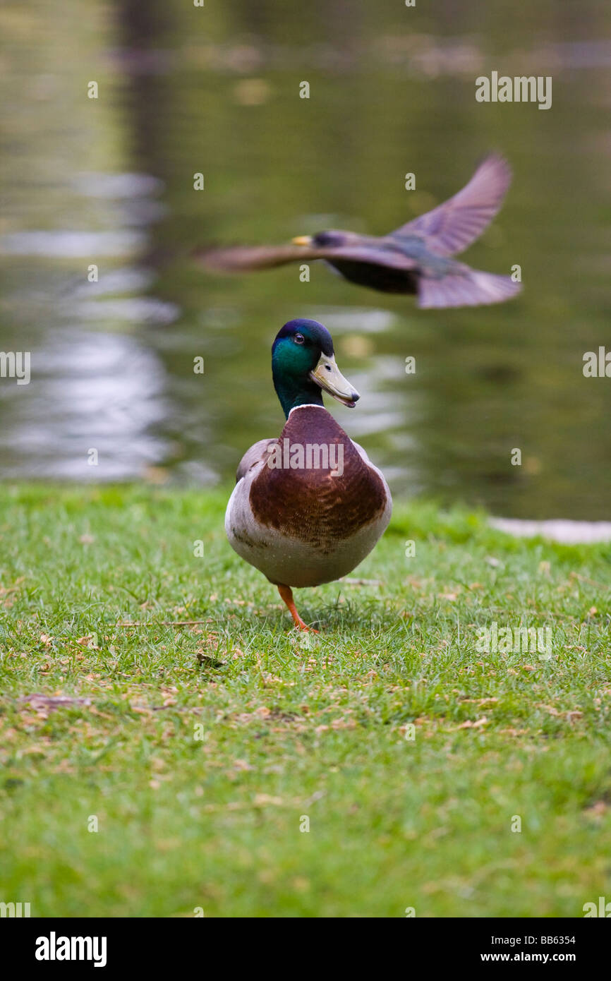 One Legged Duck (Anas platyrhynchos Stock Photo Alamy