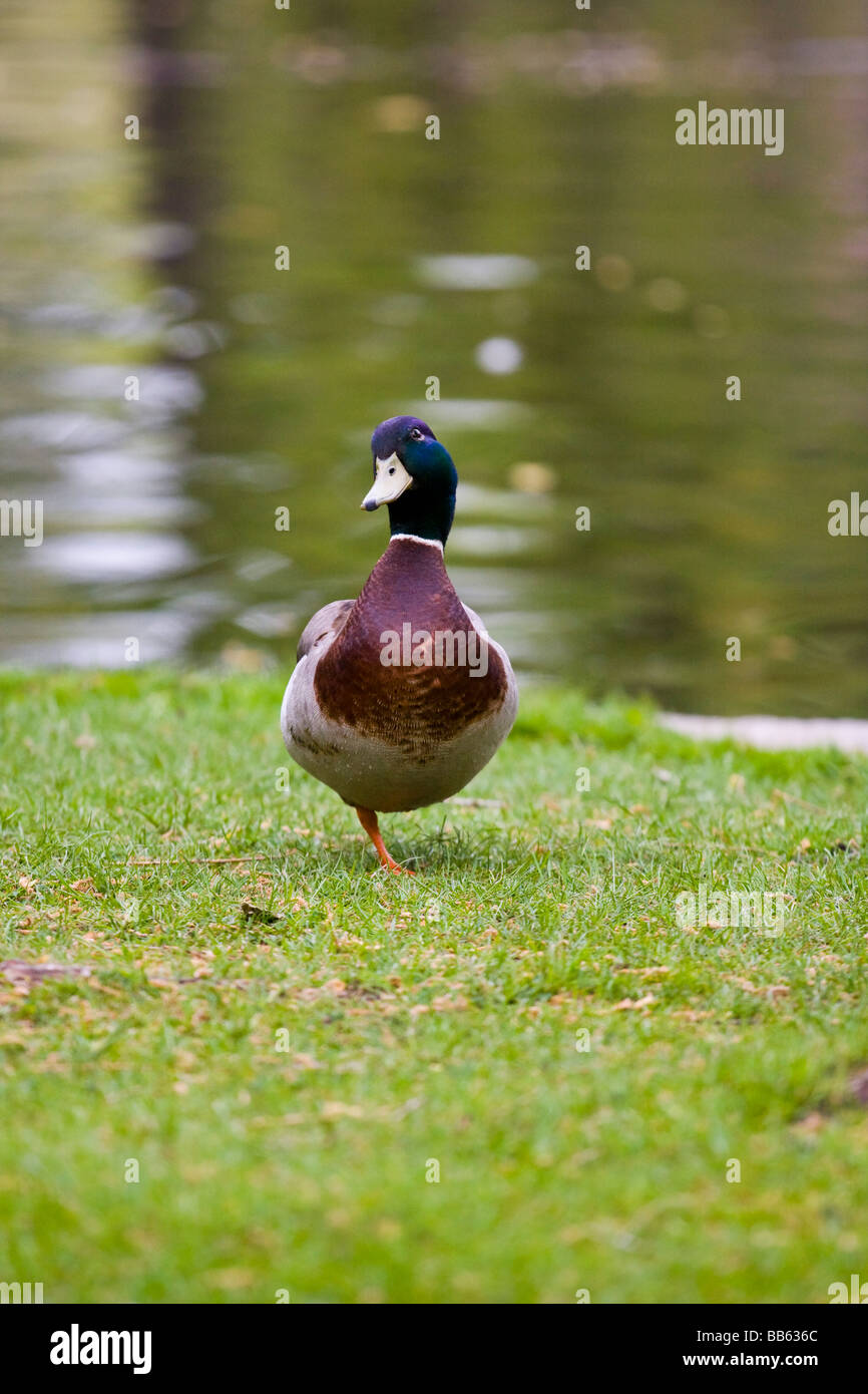 One Legged Duck (Anas platyrhynchos Stock Photo Alamy