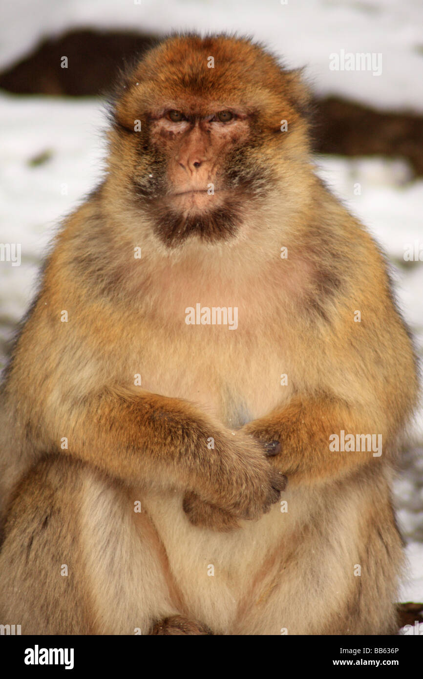 Barbary Ape (singe margot) sits in snow in a cedar forest at Azrou in the Middle Atlas region, Morocco Stock Photo