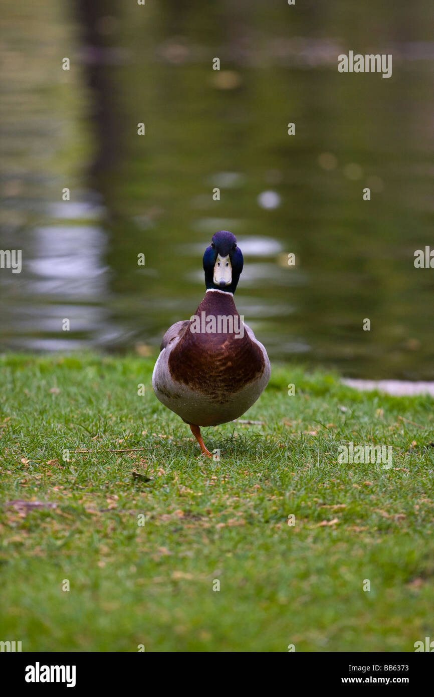 One Legged Duck (Anas platyrhynchos Stock Photo Alamy