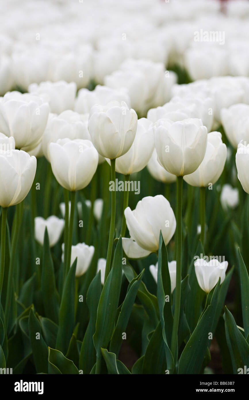White Tulip Flowers in flower bed Stock Photo Alamy