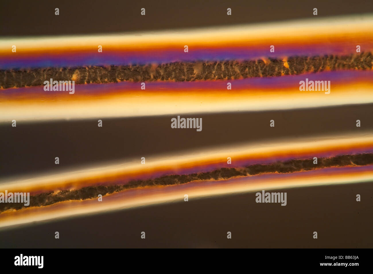 Human hair detail photomicrograph cross polarixed lighting Stock Photo