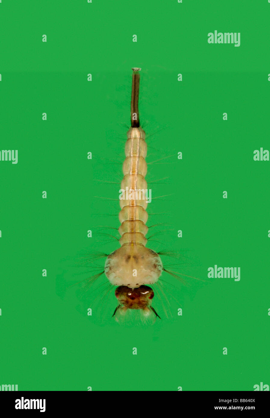 Common gnat Culex pipiens larvae Stock Photo