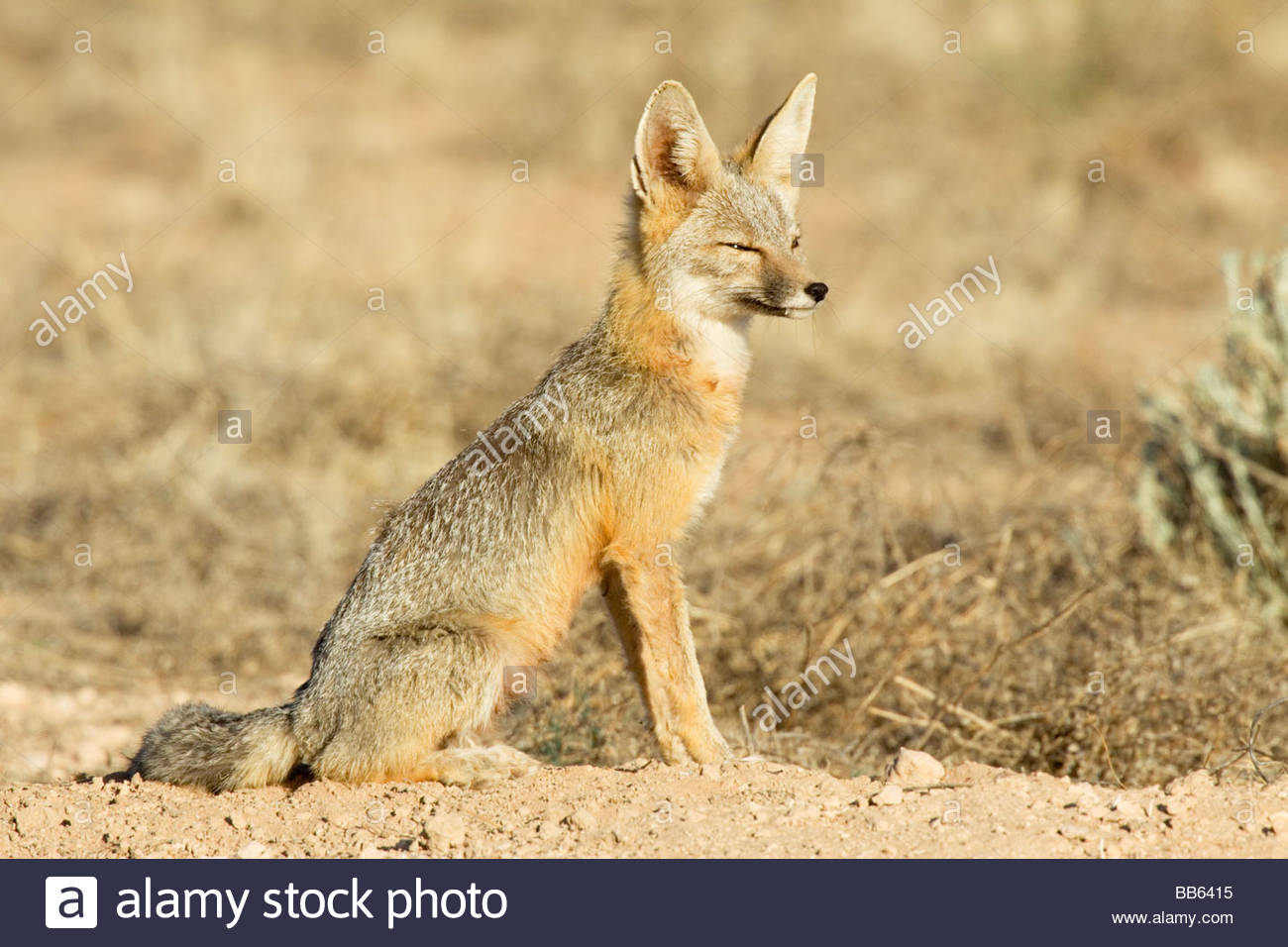 Macrotis Stock Photos & Macrotis Stock Images Alamy