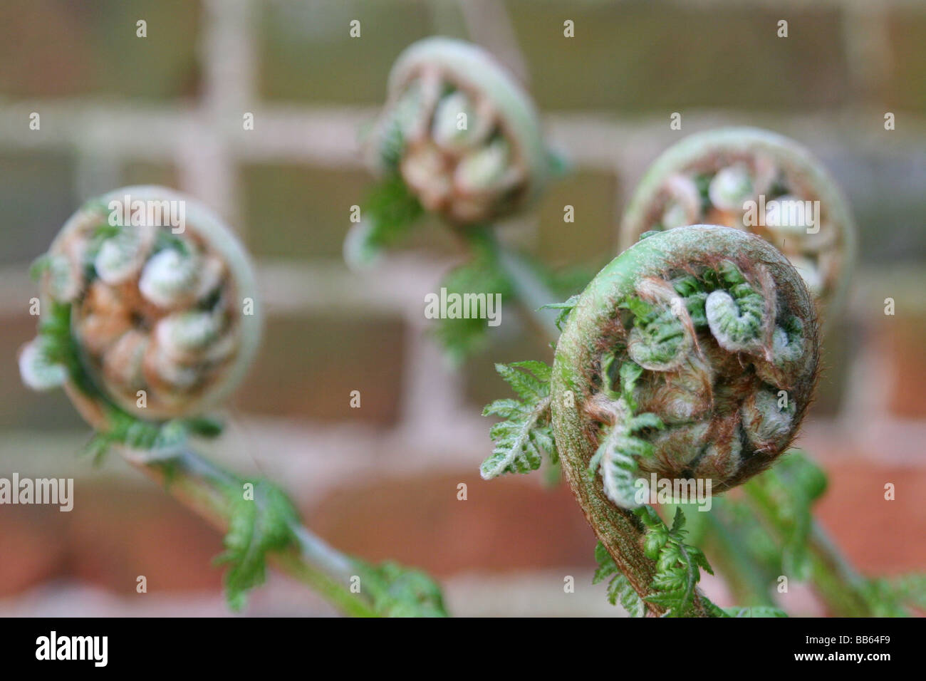 Tree Fern High Resolution Stock Photography and Images - Alamy