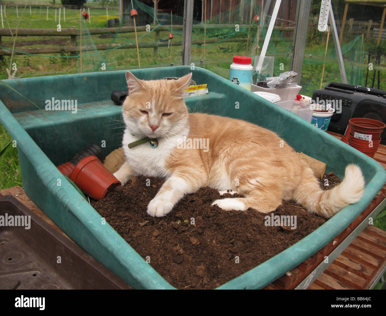 cat in compost Stock Photo Alamy