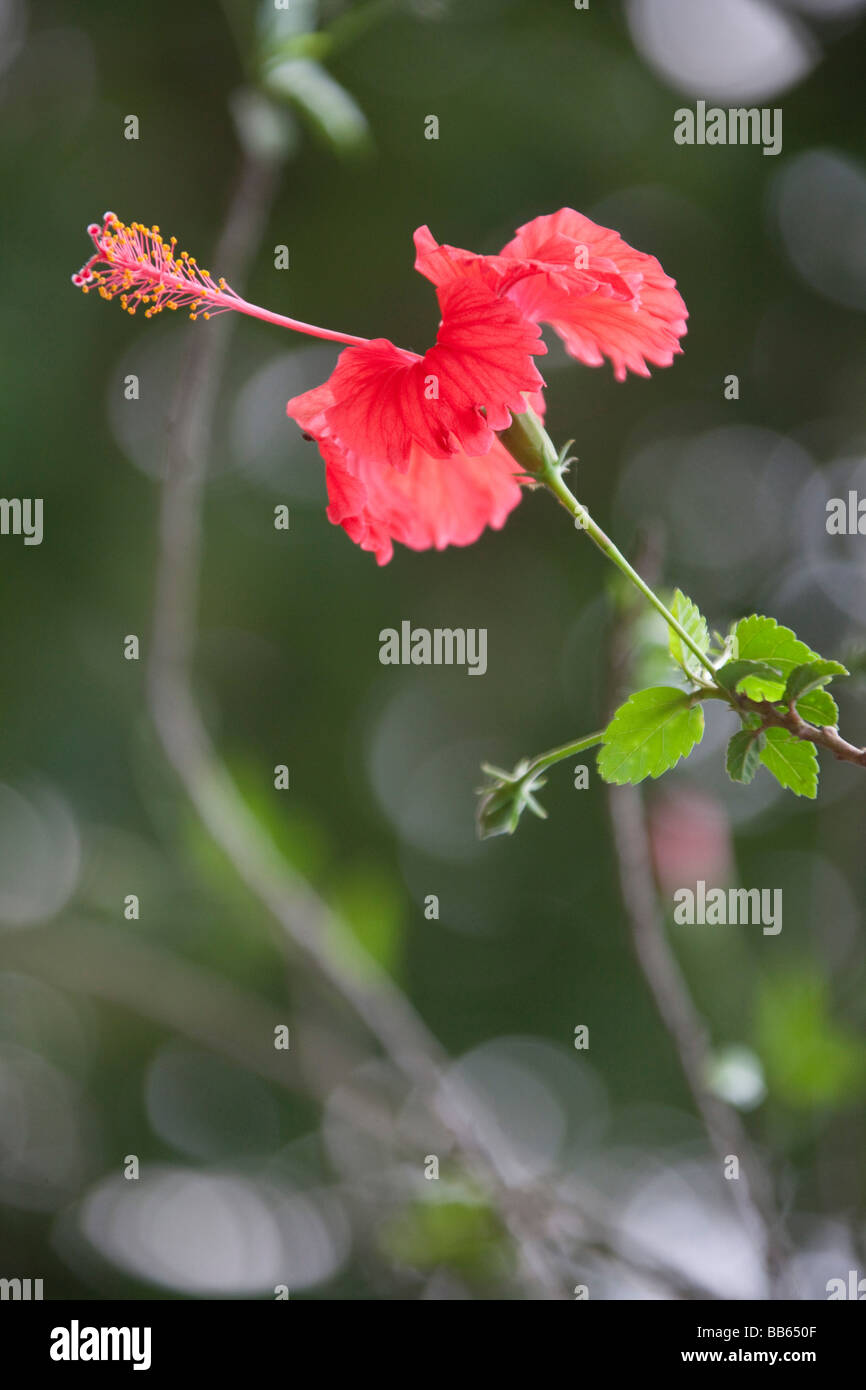 National flower of nepal hires stock photography and images Alamy