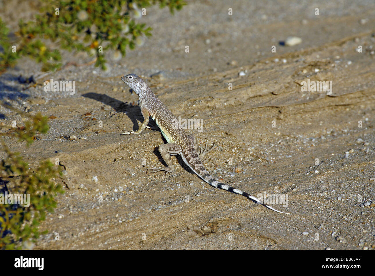 Zebra-tailed Lizard Stock Photo