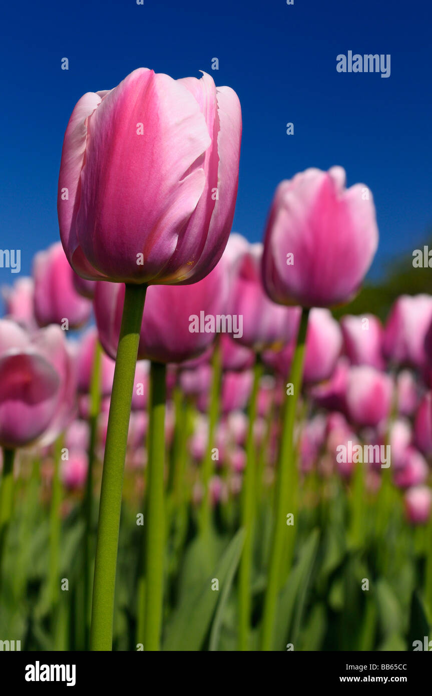 The dutch tulips hi-res stock photography and images - Alamy