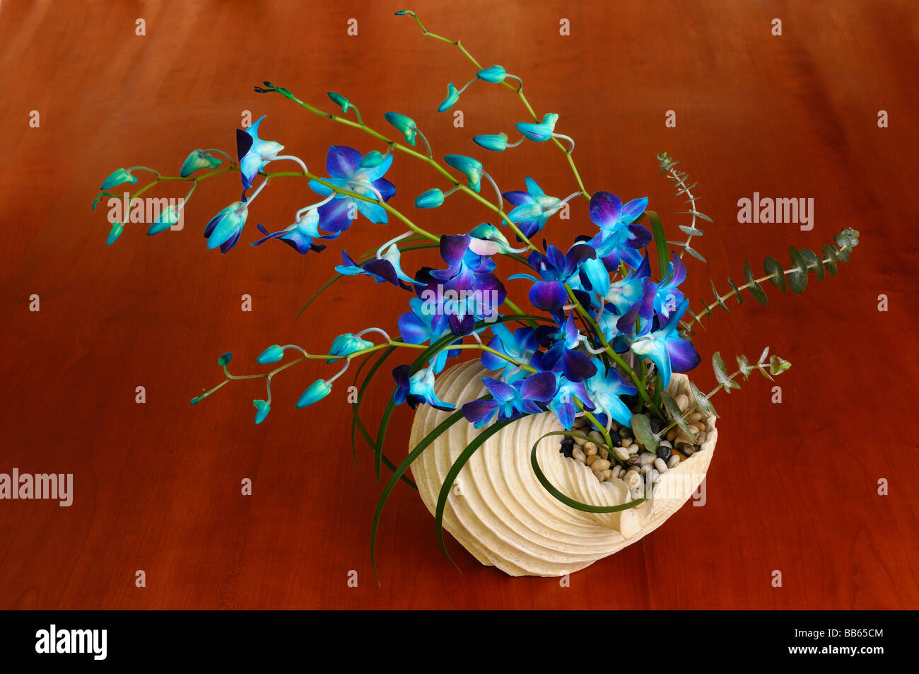 Homemade gift of Dendrovian Orchid dyed blue in a seashell flower arrangement on a wood table Stock Photo