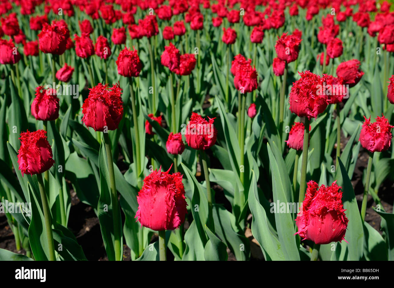 Close up of red ruffled Barbados Tulips at Ottawa Tulip Festival in Spring garden bed Canada Stock Photo