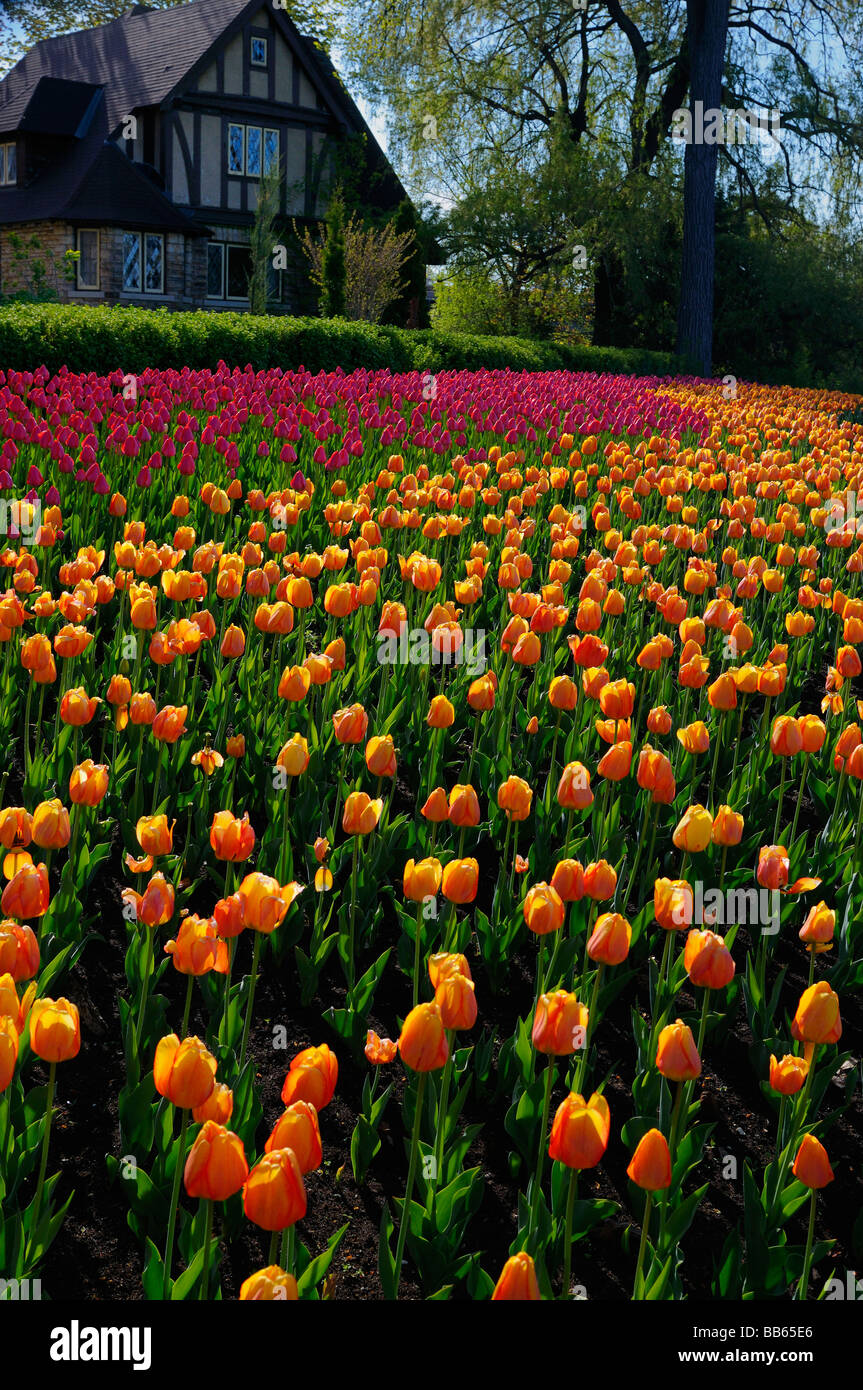 Large bed of orange Blushing Apeldoorn and pink Attila Tulips at Ottawa Tulip Festival garden with Tudor style house Stock Photo