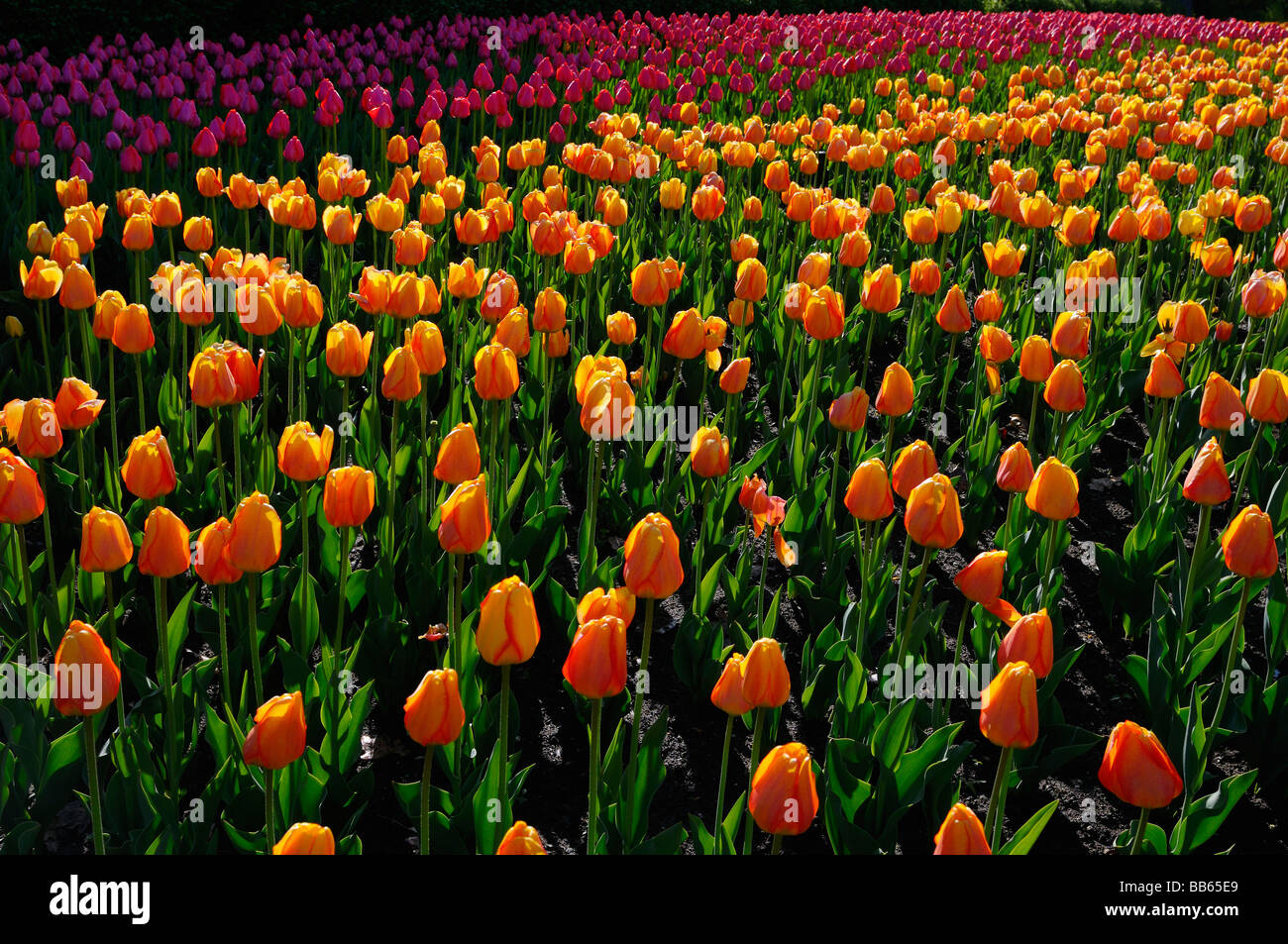 Backlit golden orange Blushing Apeldoorn and pink Attila Tulips at Ottawa Tulip Festival in Spring garden bed Stock Photo