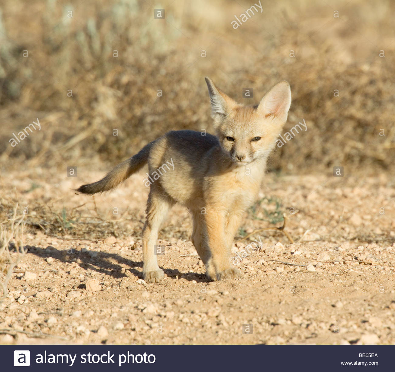 Macrotis Stock Photos & Macrotis Stock Images Alamy