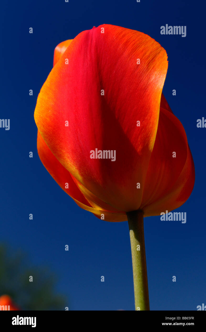 Close up of a single red Gordon Cooper Dutch Tulip with blue sky at Ottawa Tulip Festival Stock Photo