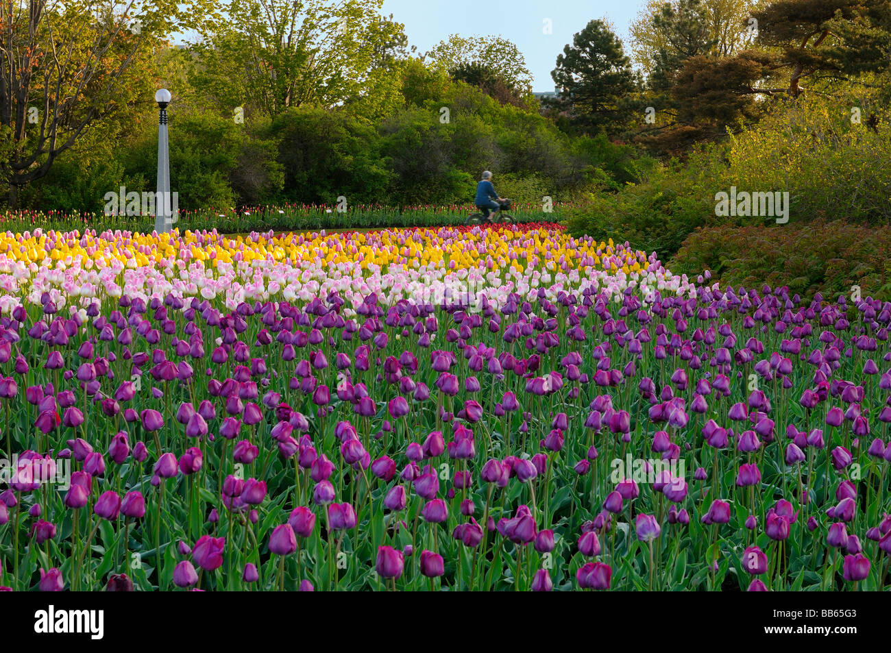 Colorful garden bed of mixed Dutch Tulips at Commissioners Park Ottawa Tulip Festival with dawn bicyclist Stock Photo