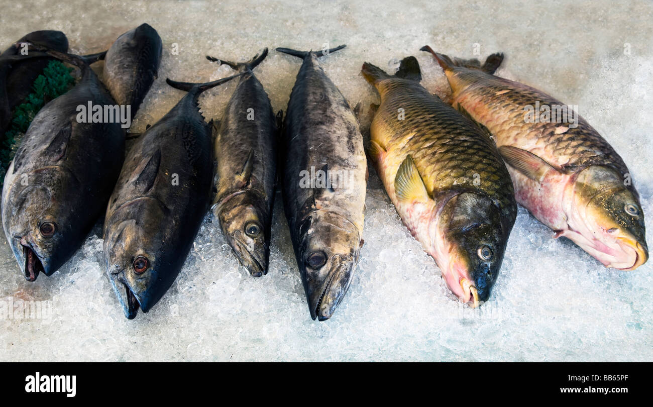 Drum fish hires stock photography and images Alamy