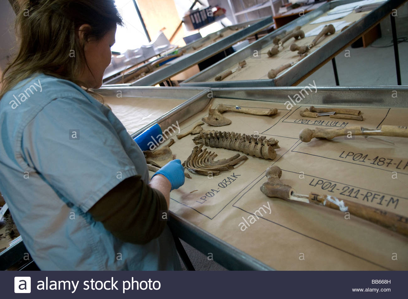 Forensic Pathology Stock Photos & Forensic Pathology Stock Images - Alamy