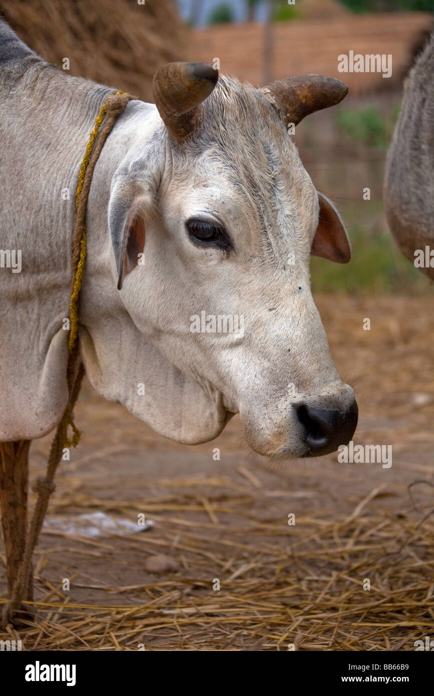Nepalese cow. Nepal Asia. Horizontal landscape.93426 NepalChitwanNationalPark Stock Photo Alamy