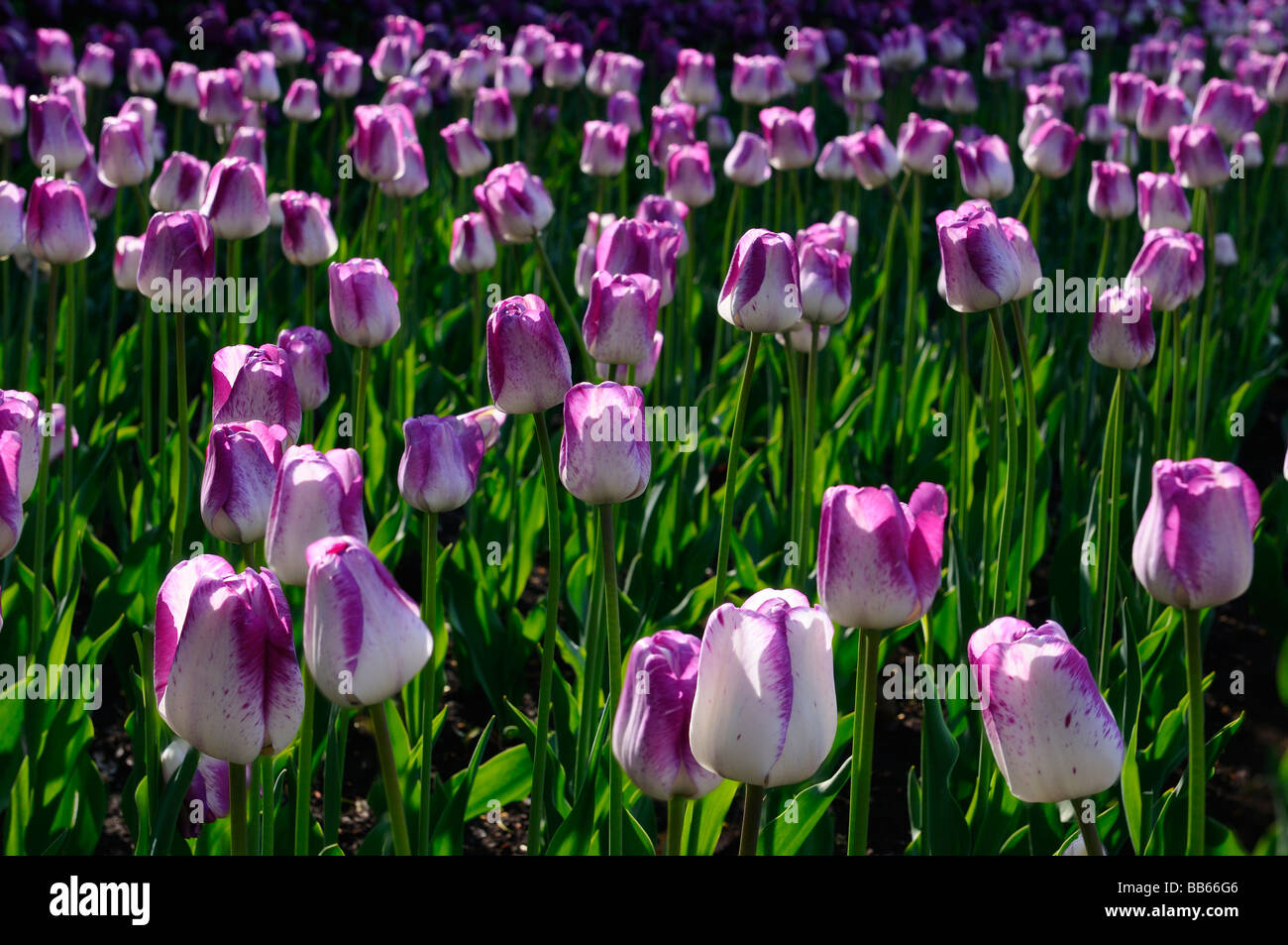 Bed of purple and white Shirley Tulip flowers backlit in early morning sun in a garden at the Ottawa Tulip Festival Stock Photo