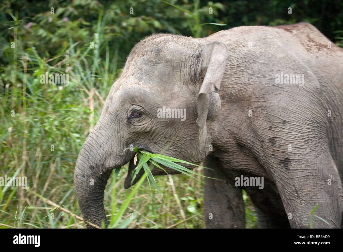 Borneon Pygmy Elephant feeding Lower Kinabatangan River Wildlife Reserve Borneo Stock Photo