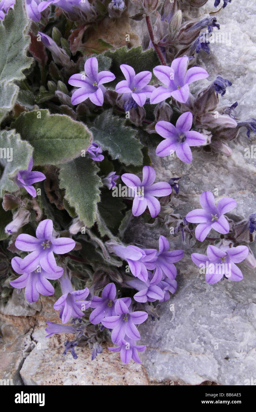 Campanula rupestris bellflower Peloponnese Greece Stock Photo