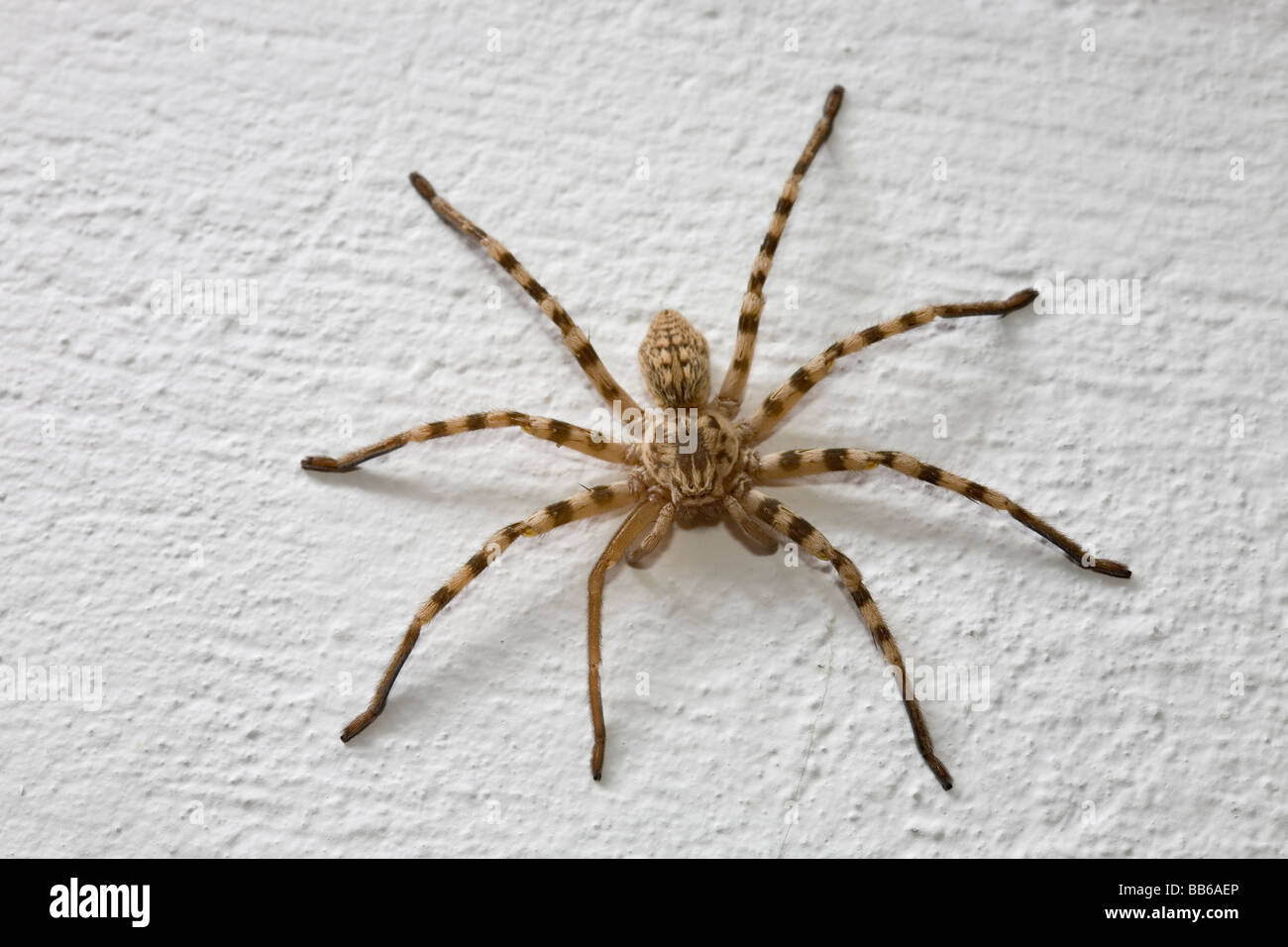 Nursery Web Spider of Pisauridae family on wall in Greece Stock Photo