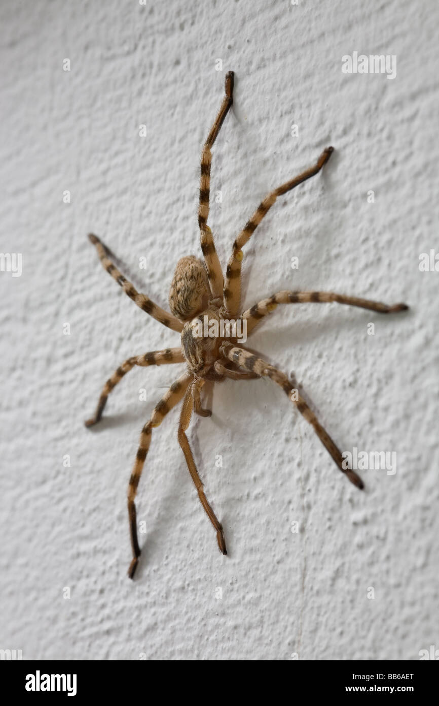 Large stripey Nursery Web Spider of Pisauridae family on wall in Greece Stock Photo