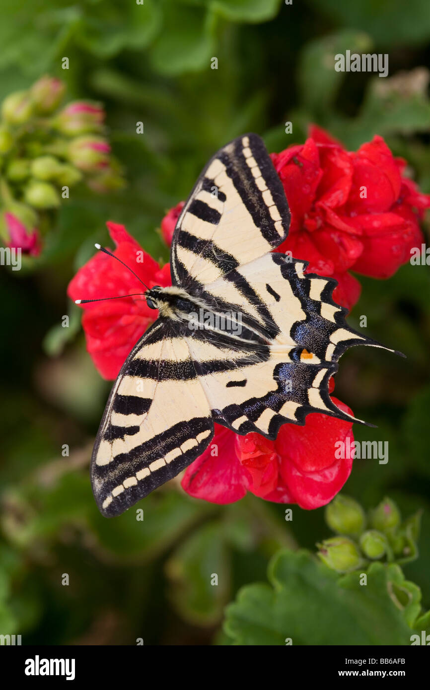 Southern Swallowtail butterfly Papilio alexanor Stock Photo - Alamy