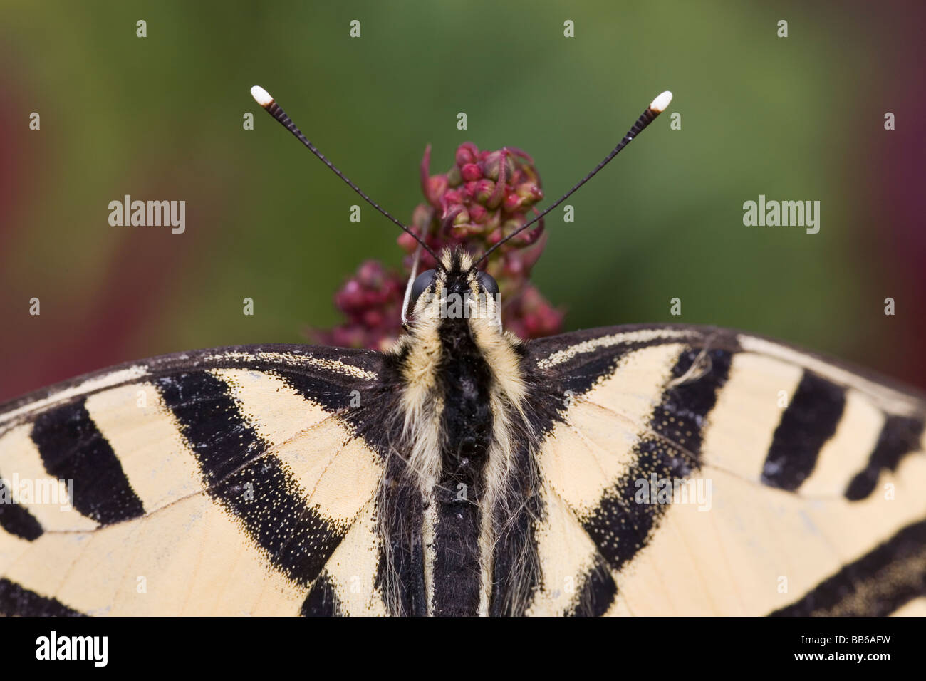 Close up of head and antennae of Southern Swallowtail Butterfly Stock Photo